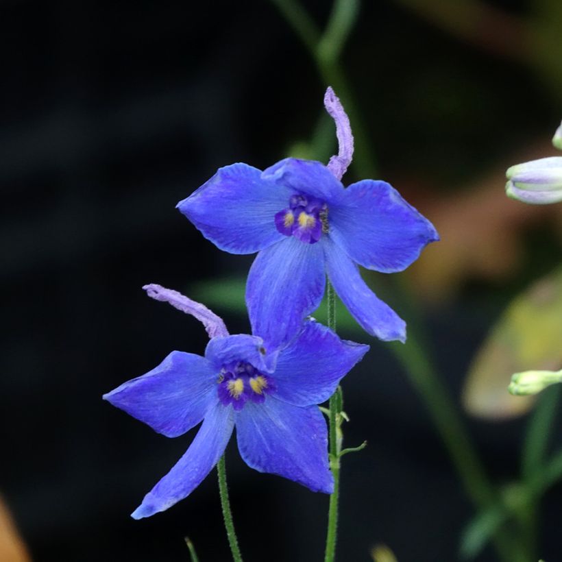 Delphinium belladonna Völkerfrieden - Pied d'Alouette vivace (Floraison)