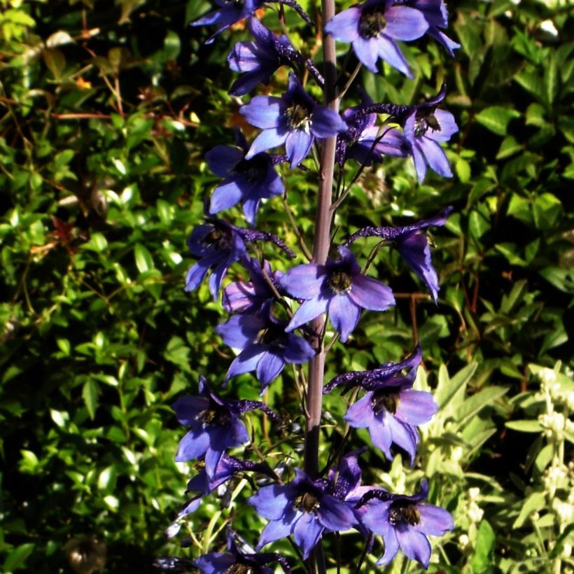 Delphinium belladonna Völkerfrieden - Pied d'Alouette vivace (Plant habit)