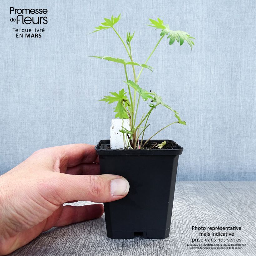 Example of Delphinium belladonna Völkerfrieden - Pied d'Alouette vivace Godet de 8/9 cm as you get in printemps