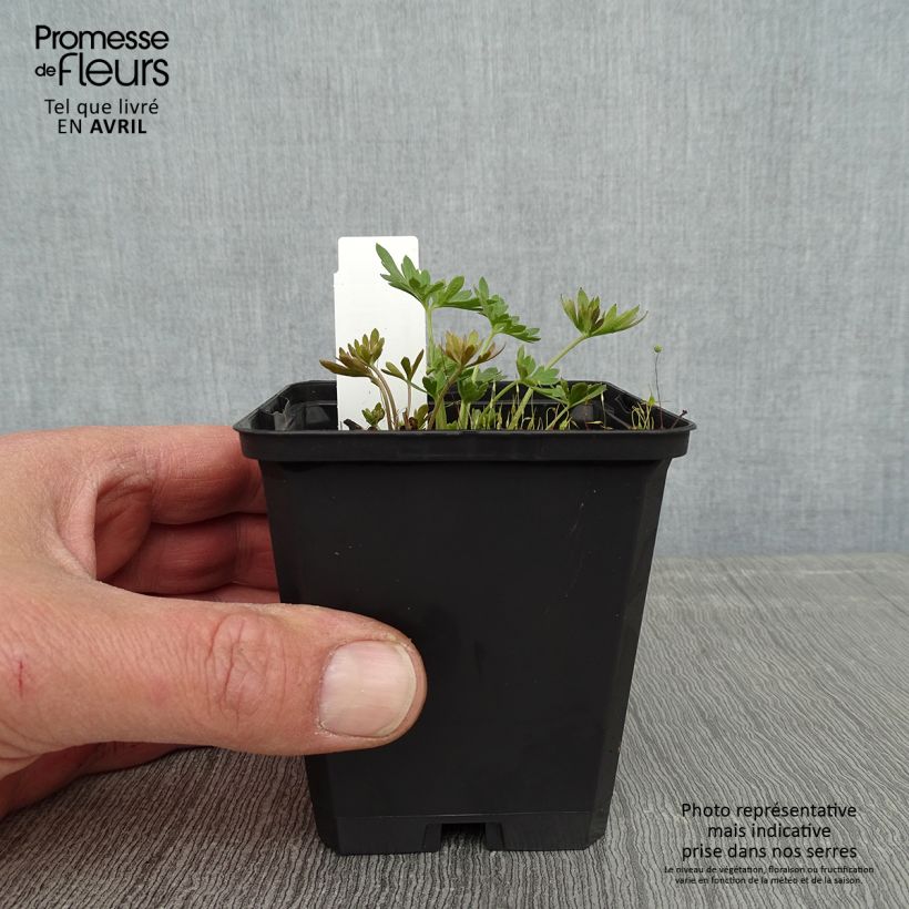 Example of Delphinium grandiflorum Blauer Zwerg - Pied d'Alouette Blauer Zwerg Godet de 8/9 cm as you get in printemps