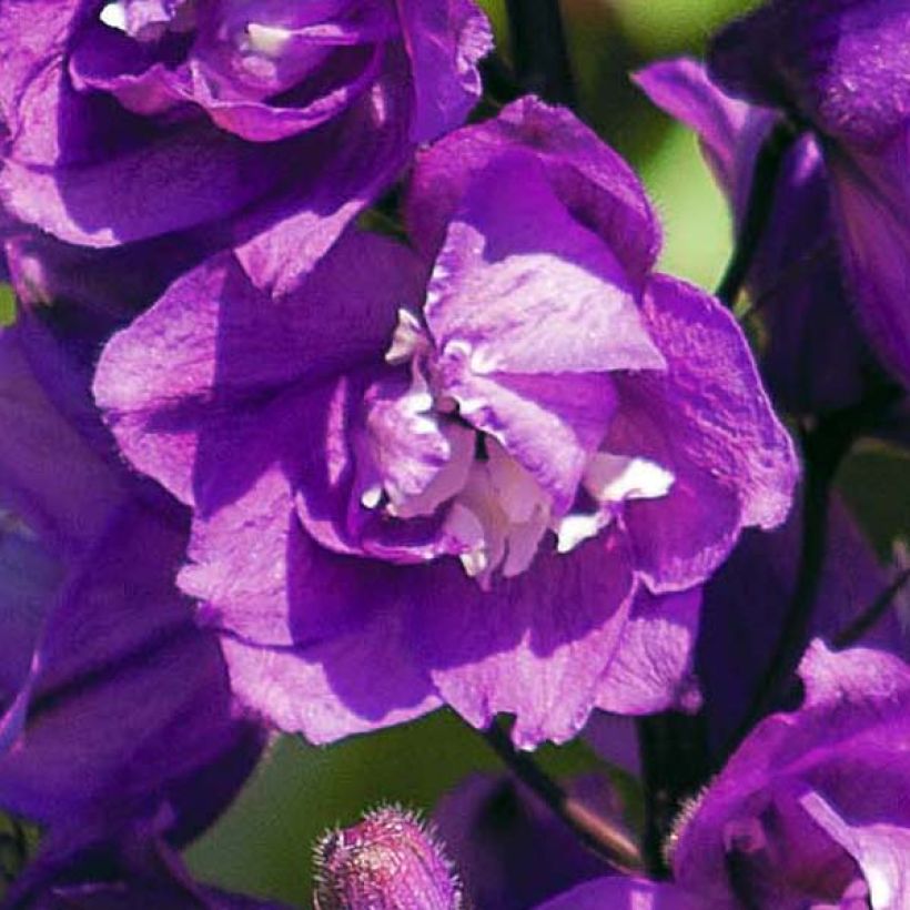 Delphinium Pacific Astolat - Pied d'Alouette vivace (Flowering)