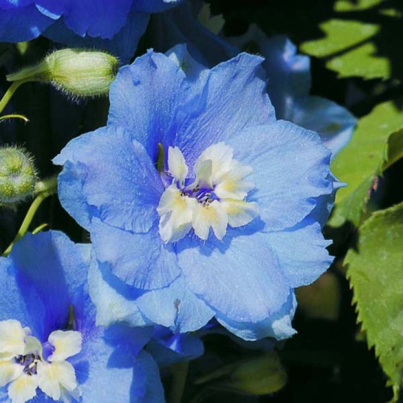 Delphinium Pacific Summer Skies - Pied d'Alouette vivace (Flowering)