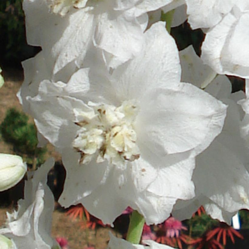 Delphinium Pacific Galahad - Pied d'Alouette vivace (Flowering)