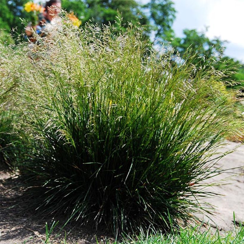 Deschampsia cespitosa - Canche cespiteuse (Plant habit)
