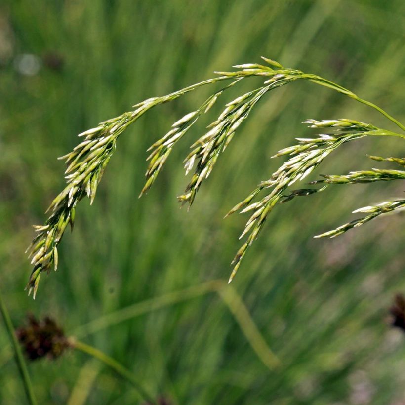 Deschampsia flexuosa - Canche flexible, flexueuse (Flowering)