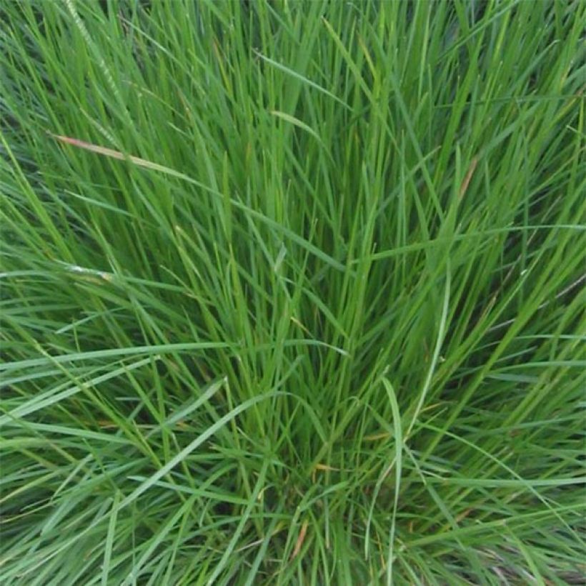 Deschampsia cespitosa Bronzeschleier - Canche cespiteuse (Foliage)