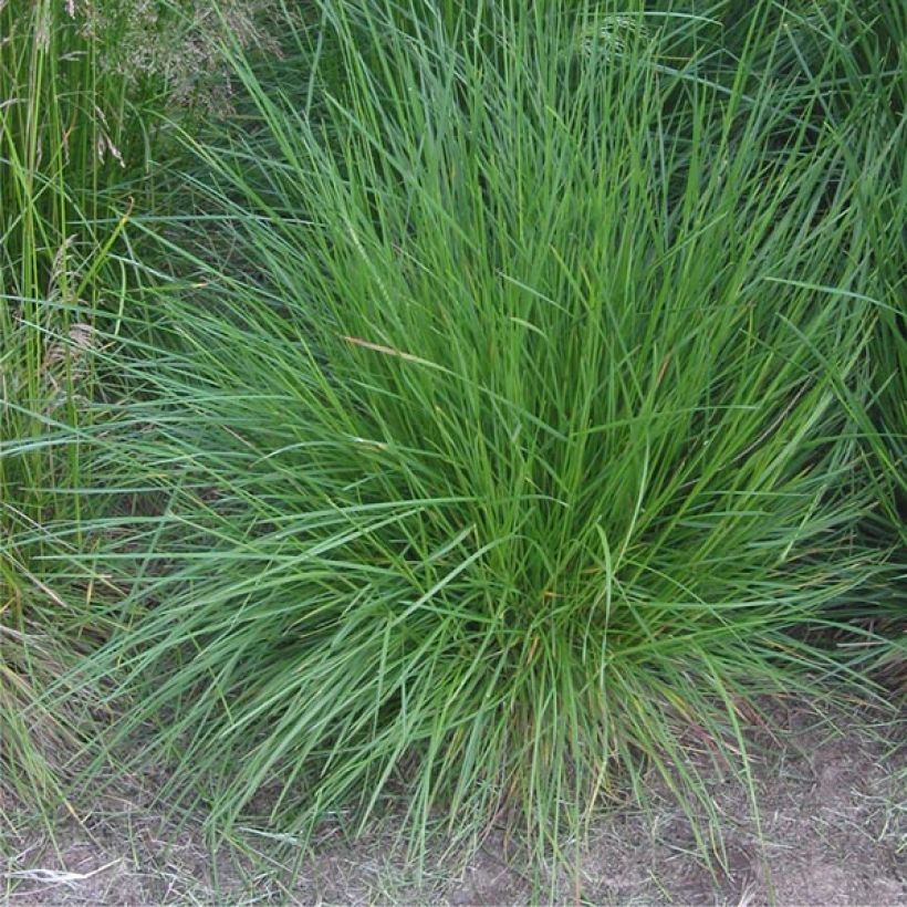 Deschampsia cespitosa Bronzeschleier - Canche cespiteuse (Plant habit)