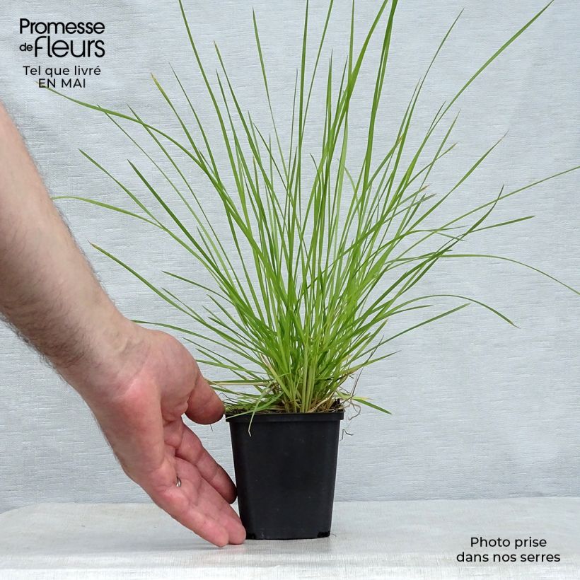 Example of Deschampsia cespitosa Bronzeschleier - Canche cespiteuse Godet de 8/9 cm as you get in printemps