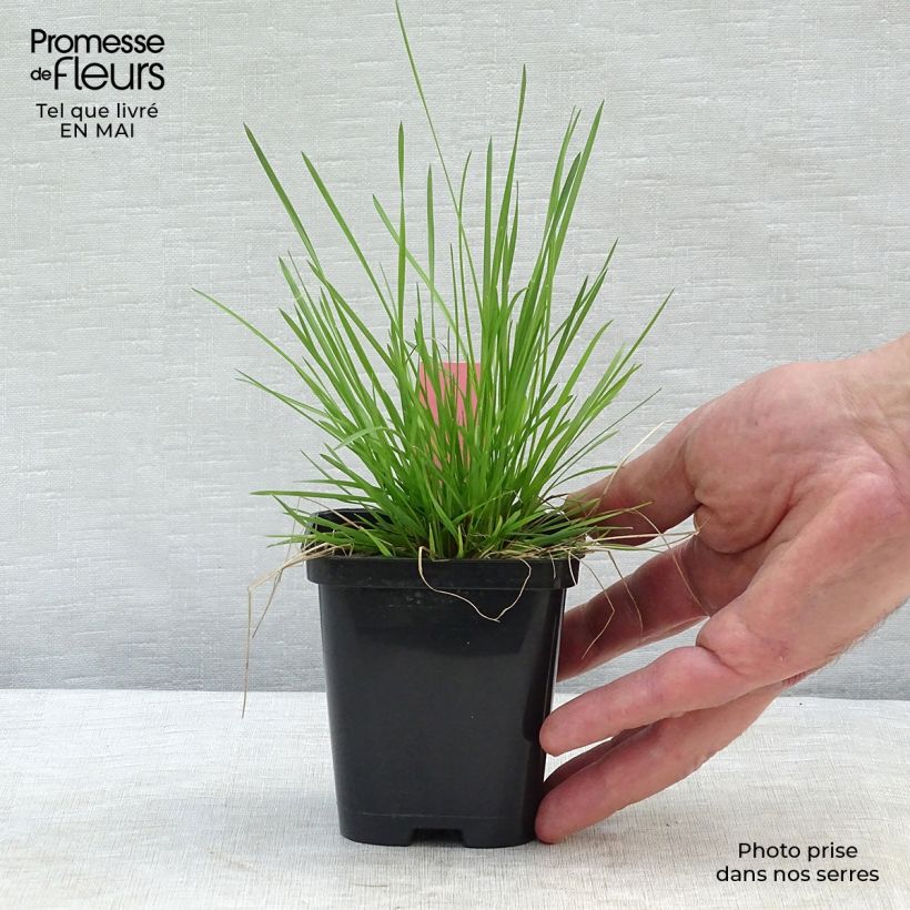Example of Deschampsia cespitosa - Canche cespiteuse Godet de 8/9 cm as you get in printemps