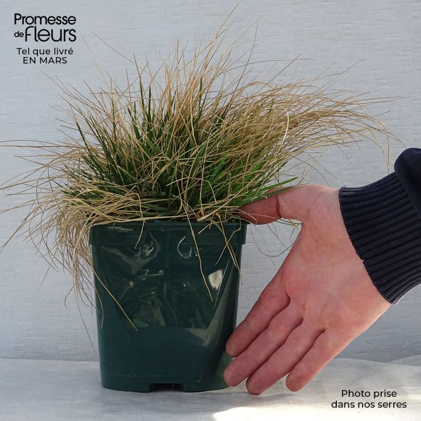 Example of Deschampsia cespitosa - Canche cespiteuse Pot de 2L/3L as you get in printemps