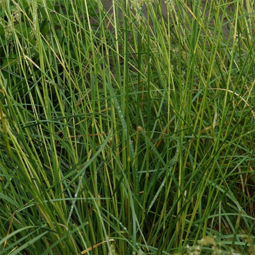 Deschampsia cespitosa Goldschleier - Canche cespiteuse (Foliage)
