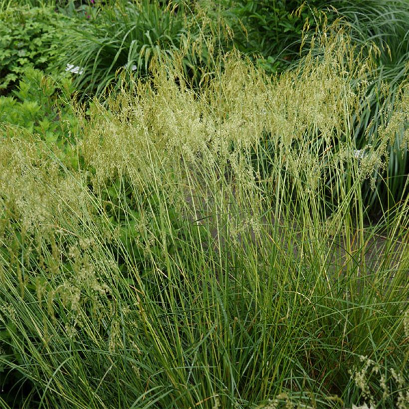 Deschampsia cespitosa Goldschleier - Canche cespiteuse (Plant habit)