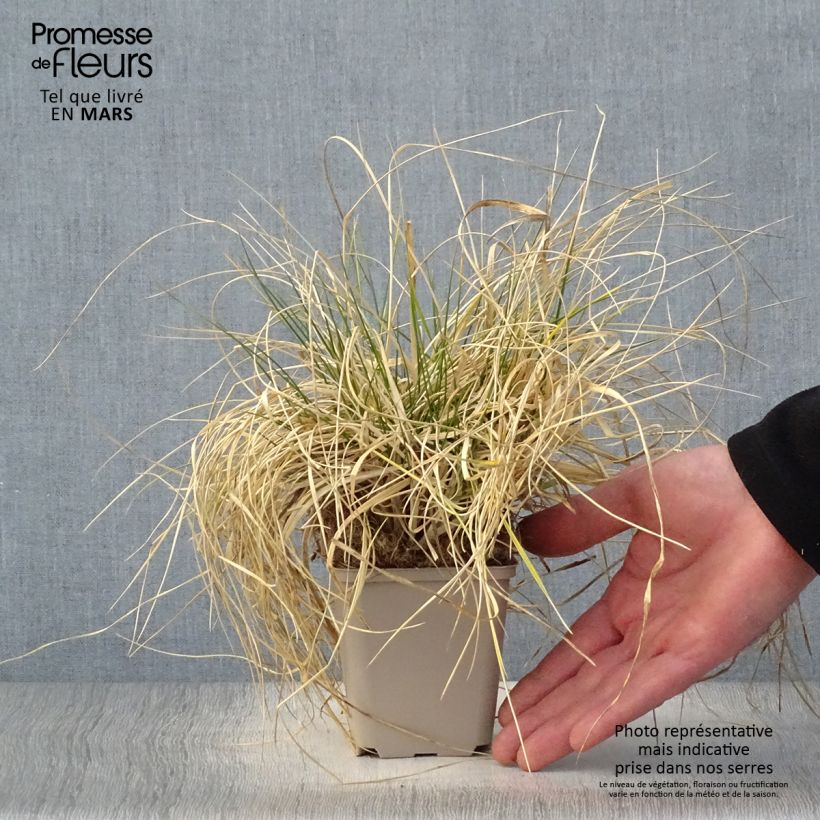 Example of Deschampsia cespitosa Goldschleier - Canche cespiteuse Godet de 8/9 cm as you get in printemps