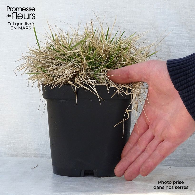 Example of Deschampsia cespitosa Goldschleier - Canche cespiteuse Pot de 1,5L/2L as you get in printemps