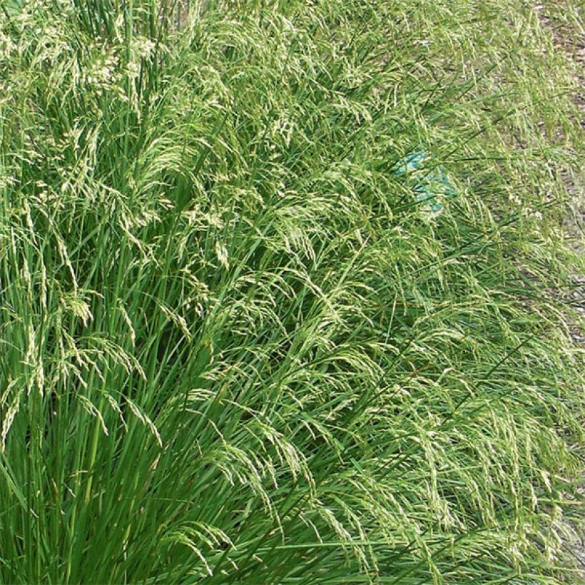 Deschampsia cespitosa Goldtau - Canche cespiteuse (Flowering)
