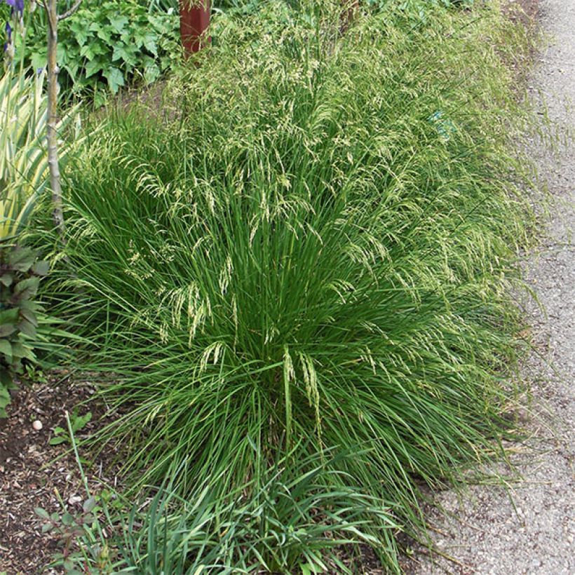 Deschampsia cespitosa Goldtau - Canche cespiteuse (Plant habit)