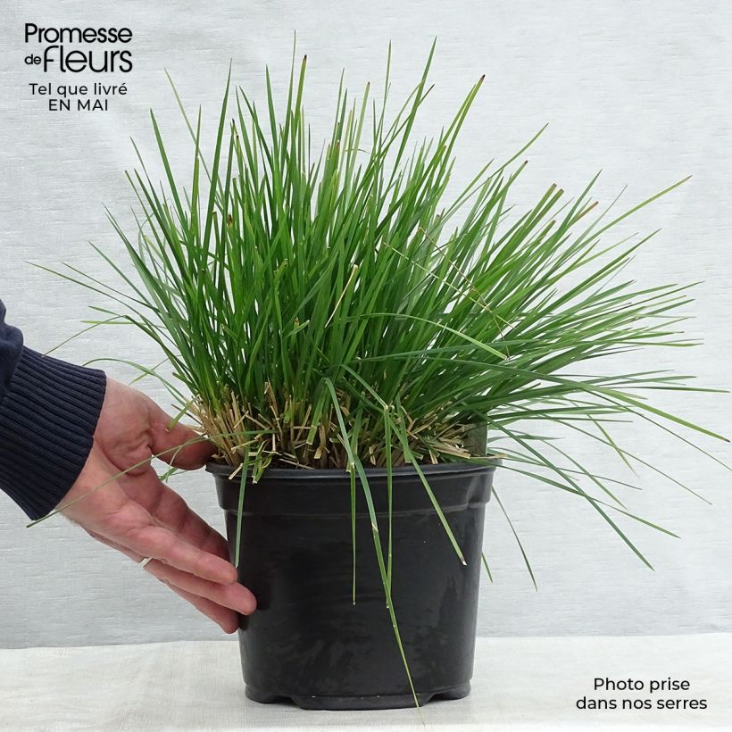 Example of Deschampsia cespitosa Goldtau - Canche cespiteuse Pot de 2L/3L as you get in printemps
