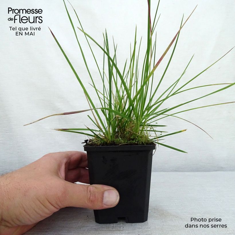 Example of Deschampsia cespitosa Palava - Canche cespiteuse Godet de 8/9 cm as you get in printemps
