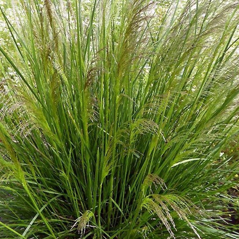 Deschampsia cespitosa Pixie Fountain - Canche cespiteuse (Plant habit)