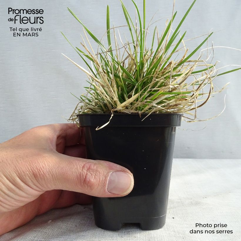 Example of Deschampsia cespitosa Pixie Fountain - Canche cespiteuse Godet de 8/9 cm as you get in printemps