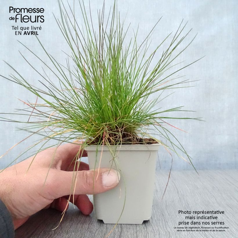 Example of Deschampsia flexuosa - Canche flexible, flexueuse Godet de 8/9 cm as you get in printemps
