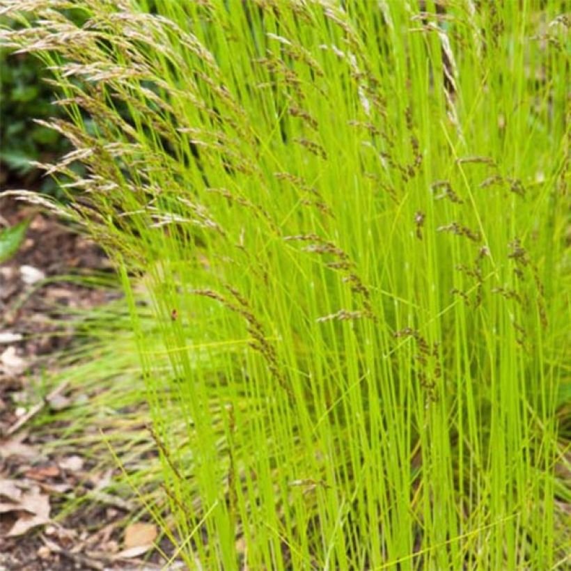 Deschampsia flexuosa Tatra Gold - Canche flexueuse (Foliage)