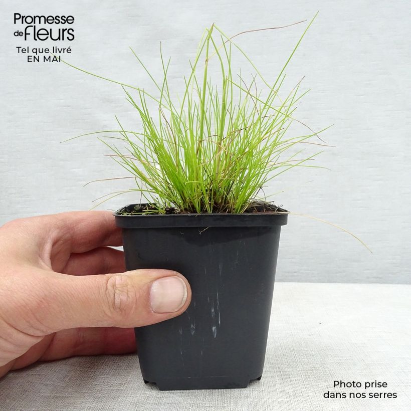 Example of Deschampsia flexuosa Tatra Gold - Canche flexueuse Godet de 8/9 cm as you get in printemps