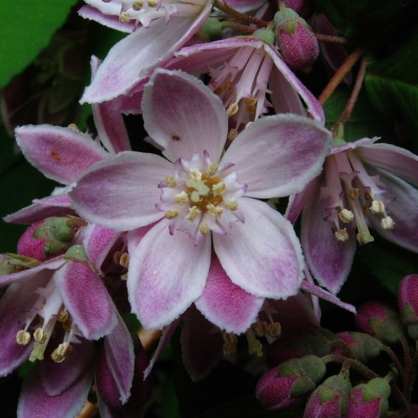 Deutzia Perle Rose - Deutzie (Flowering)