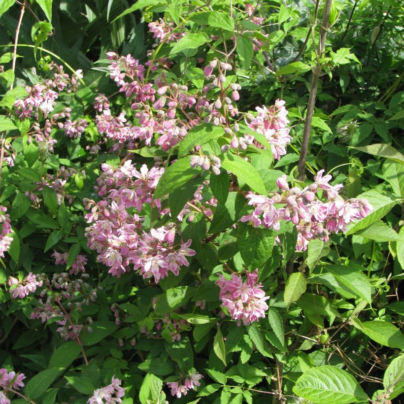 Deutzia Perle Rose - Deutzie (Plant habit)