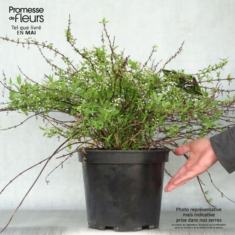 Spécimen de Deutzia Yuki Cherry Blossom Pot de 7,5L/10L tel que livré au printemps