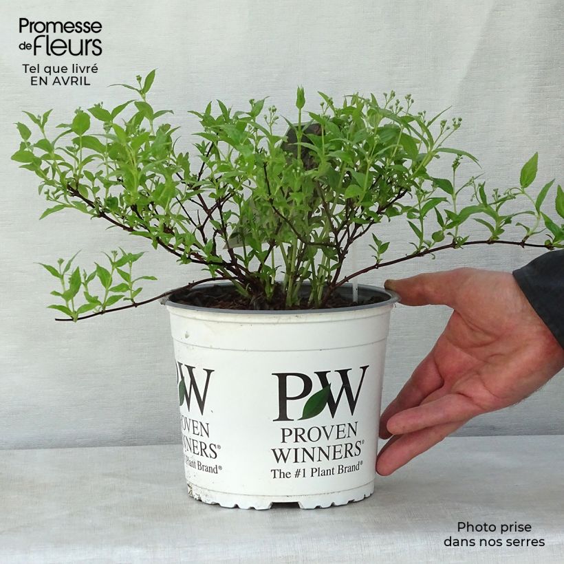 Spécimen de Deutzia Yuki Cherry Blossom Pot de 2L/3L tel que livré au printemps