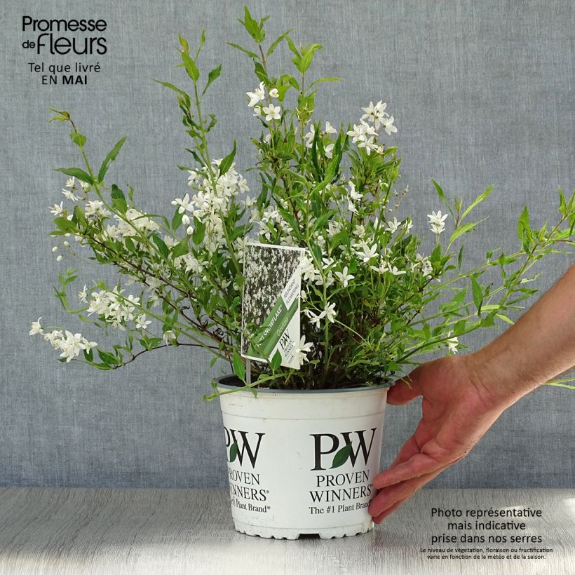 Spécimen de Deutzia Yuki Snowflake - Deutzie Pot de 2L/3L tel que livré en été