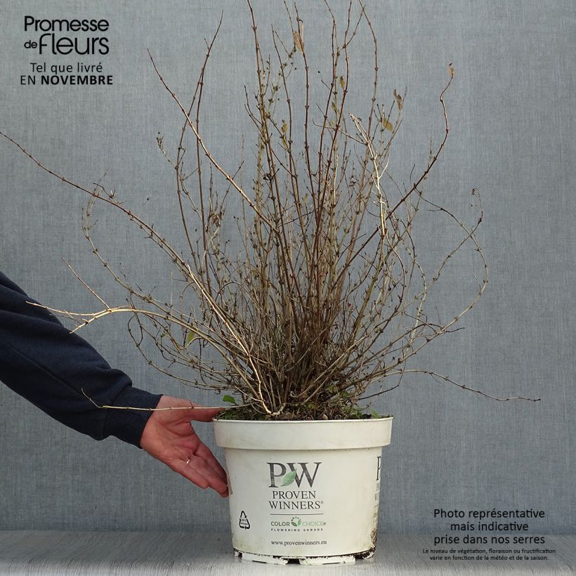 Spécimen de Deutzia Yuki Snowflake - Deutzie Pot de 7,5L/10L tel que livré en automne