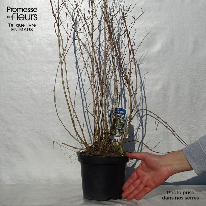 Example of Deutzia crenata Pride of Rochester Pot de 2L/3L as you get in printemps