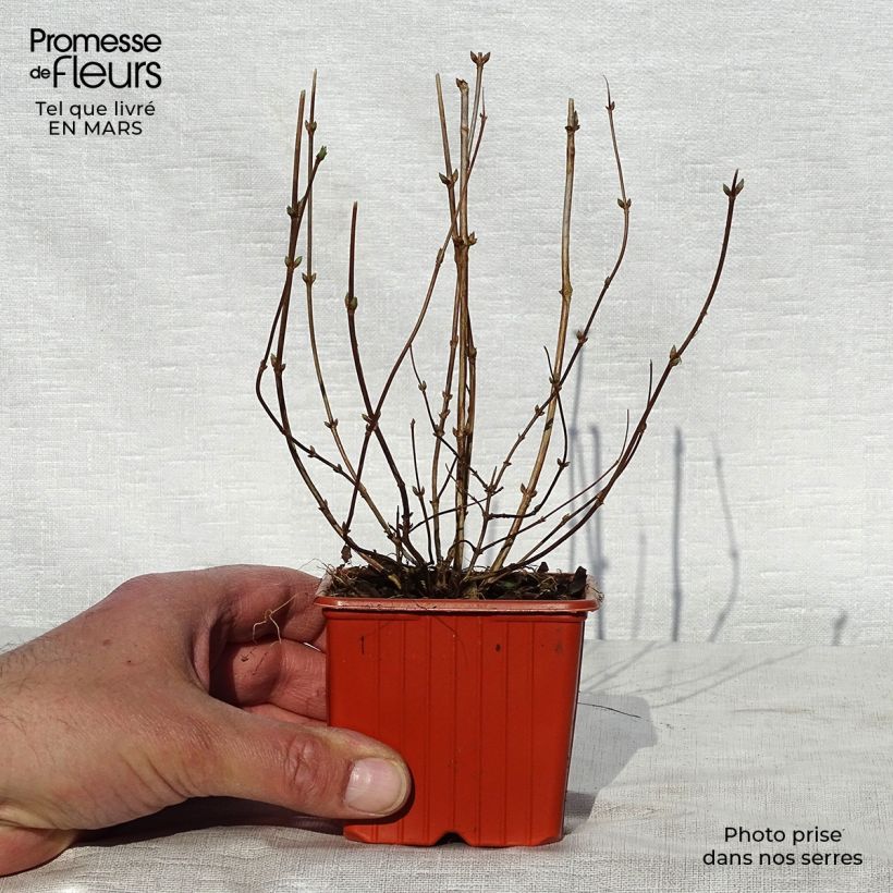 Example of Deutzia crenata Pride of Rochester Godet de 8/9 cm as you get in printemps