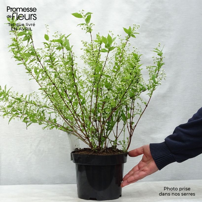 Example of Deutzia gracilis - Deutzie Pot de 2L/3L as you get in printemps