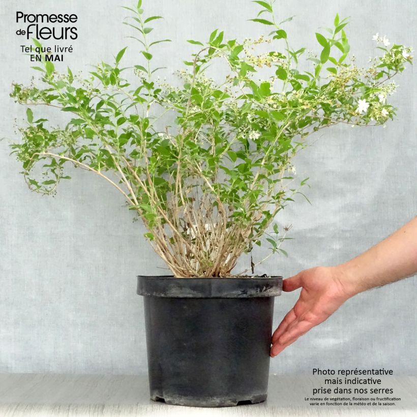 Example of Deutzia gracilis - Deutzie Pot de 4L/5L as you get in printemps