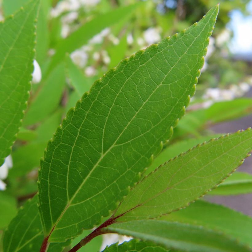 Deutzia gracilis - Deutzie (Foliage)