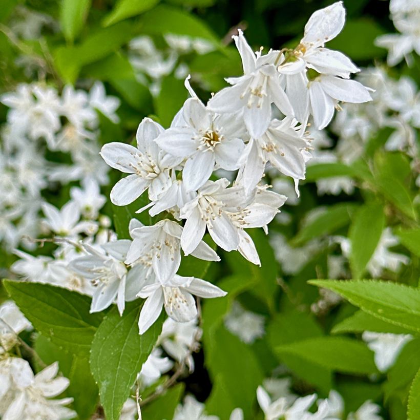 Deutzia gracilis - Deutzie (Flowering)