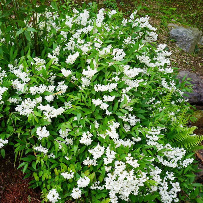 Deutzia gracilis - Deutzie (Plant habit)