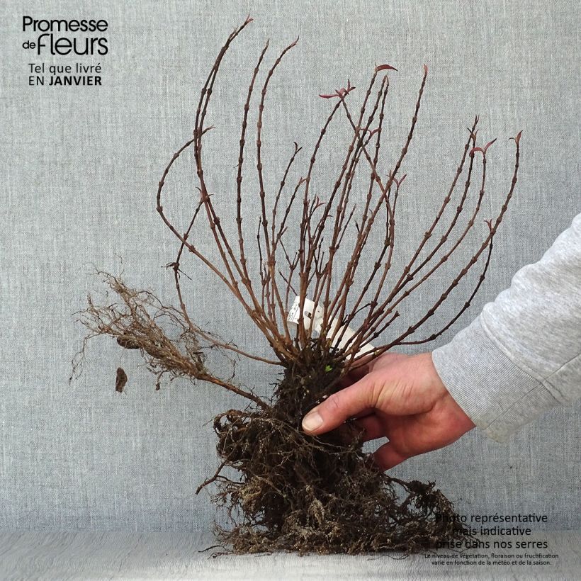 Example of Deutzia gracilis - Deutzie Racines nues as you get in hiver