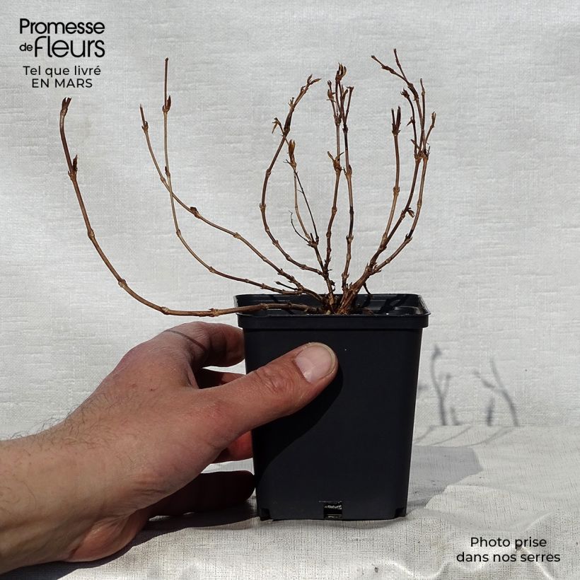 Example of Deutzia gracilis Nikko Godet de 8/9 cm as you get in printemps