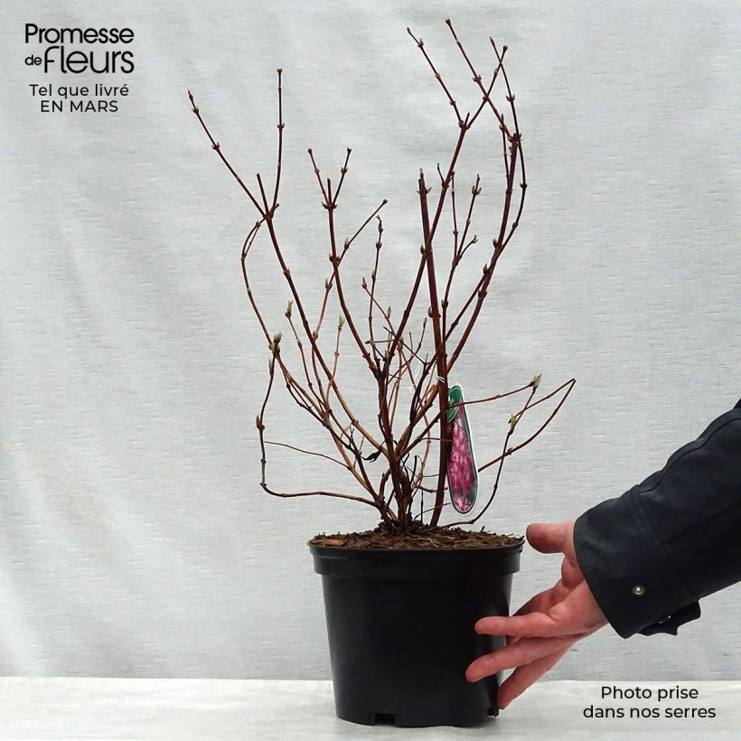 Example of Deutzia hybrida Strawberry Fields - Deutzie Pot de 2L/3L as you get in printemps