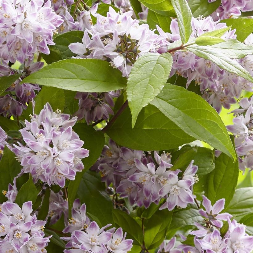 Deutzia hybride Raspberry Sundae - Deutzie (Foliage)