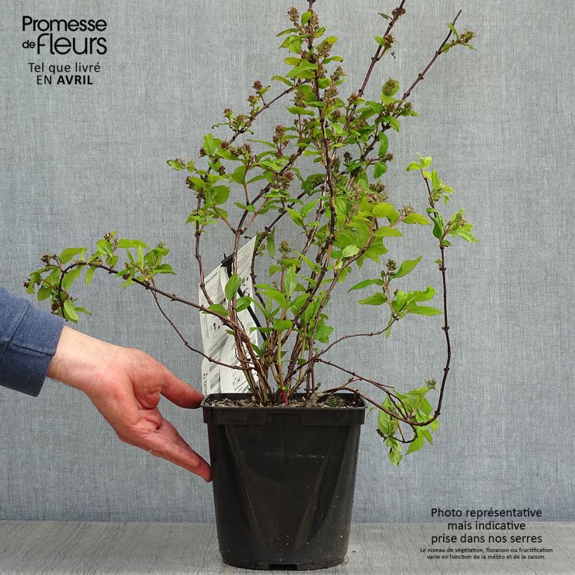 Example of Deutzia hybride Raspberry Sundae - Deutzie Pot de 3L/4L as you get in printemps