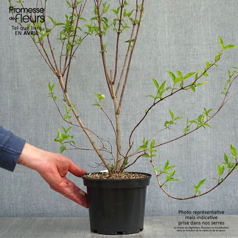 Spécimen de Deutzia magnifica - Deutzie Pot de 2L/3L tel que livré au printemps