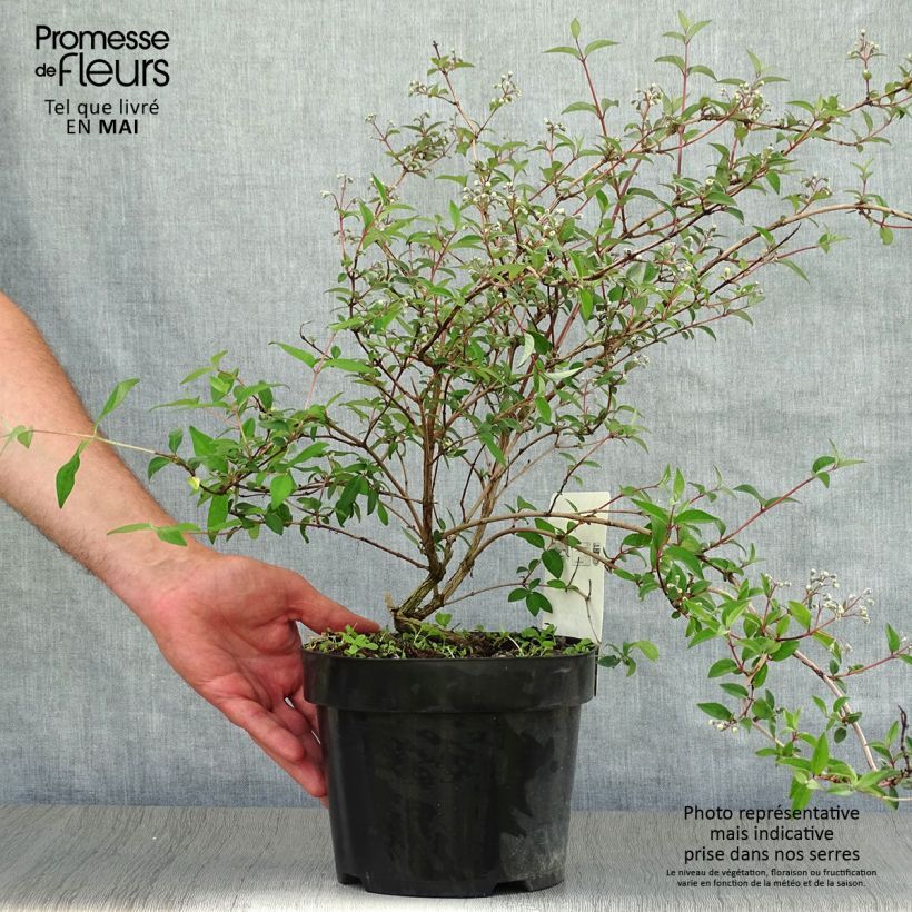 Example of Deutzia monbeigii Pot de 2L/3L as you get in printemps