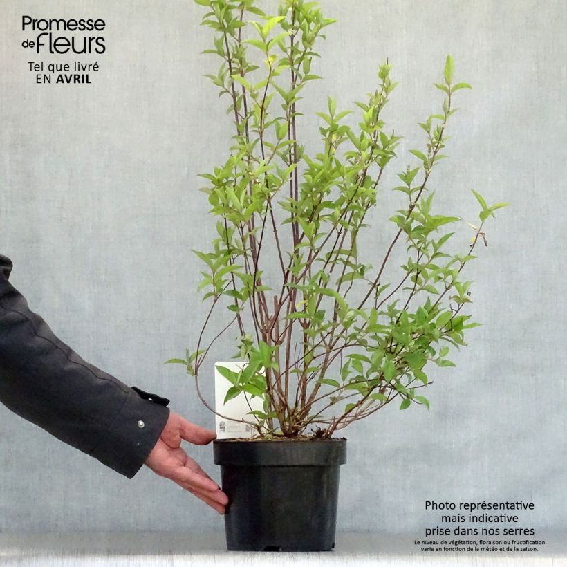 Example of Deutzia pulchra Pot de 2L/3L as you get in printemps
