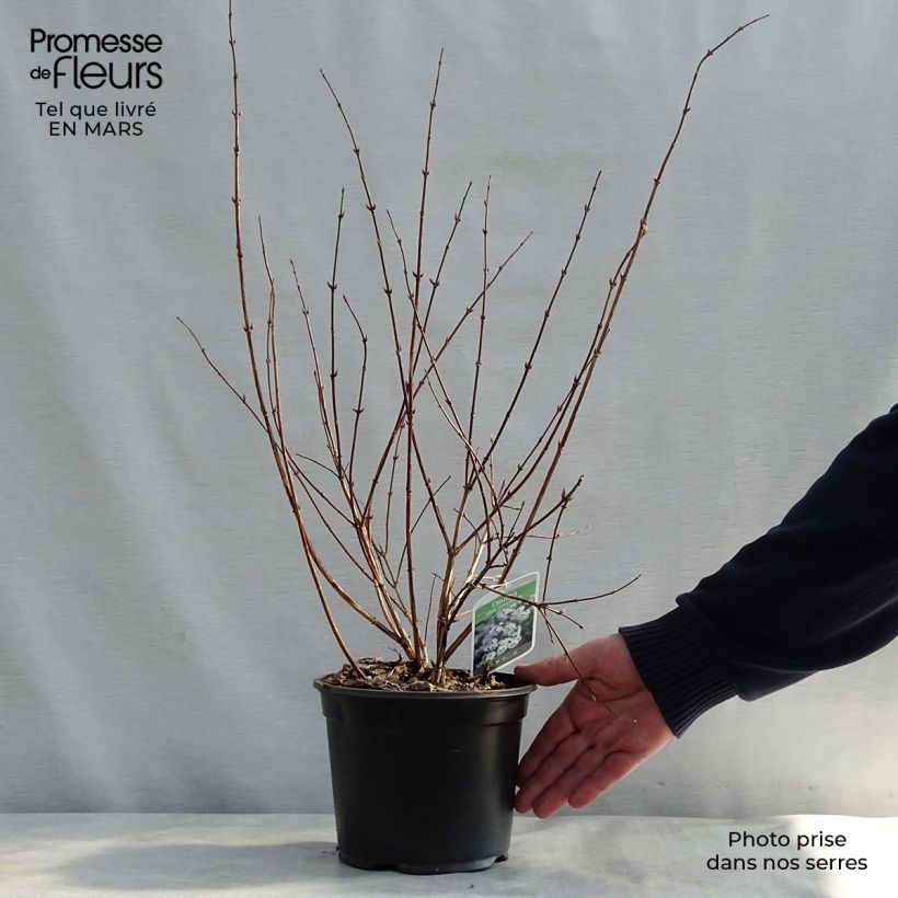 Spécimen de Deutzia rosea Campanulata Pot de 2L/3L tel que livré au printemps