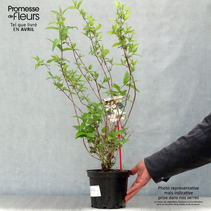 Example of Deutzia scabra Codsall Pink - Deutzie Pot de 2L/3L as you get in printemps